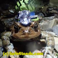 /home//u458753944/public_html/sourcegallery//Roxborough Toad Detour/2013-2019/2018/2018-04-28/small/P4280022.jpg